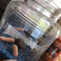 Brother Replaces Sister’s Goldfish With Carrots… Does She Notice?